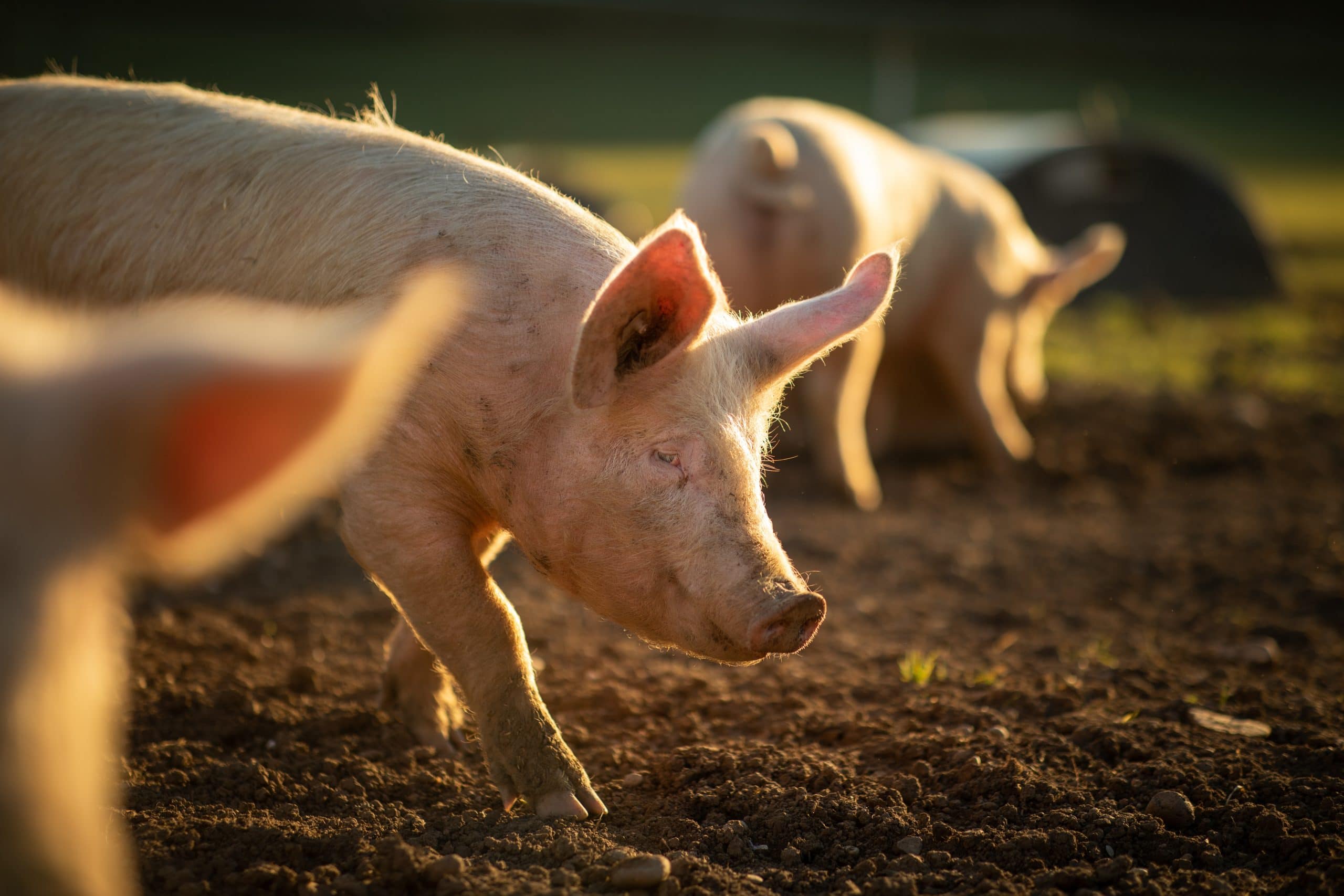 Swine nutrition and health | Species | Swine | ADM